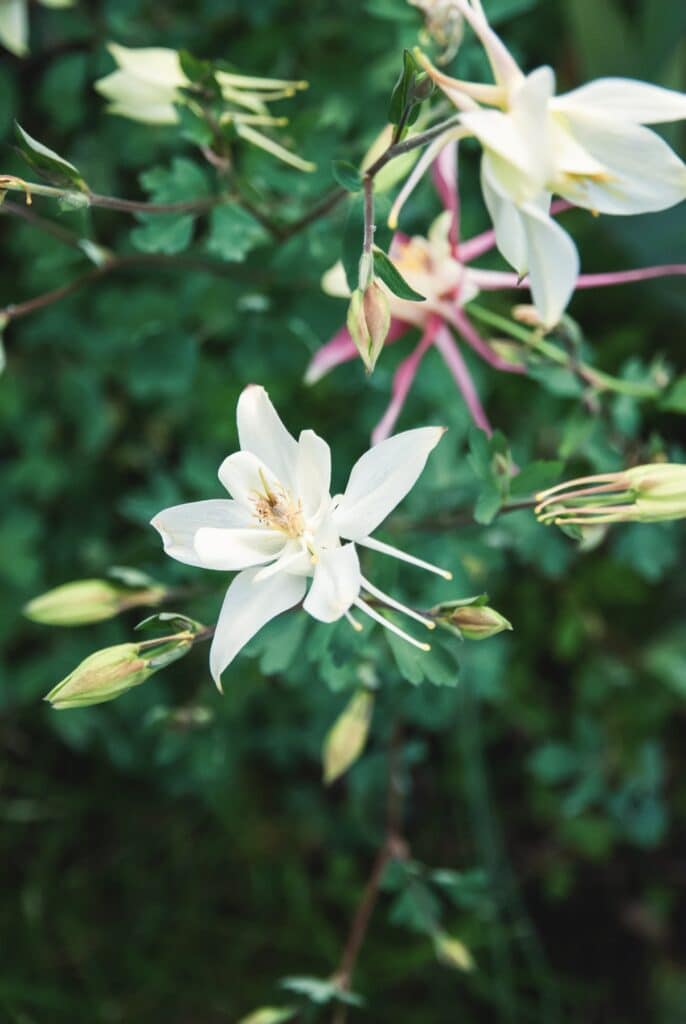 Orlíček obyčajný - Aquilegia vulgaris
