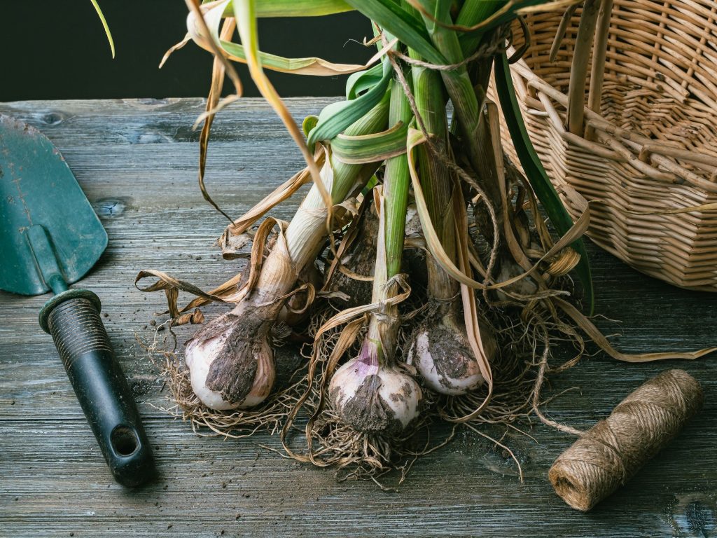 Čerstvo vybratý cesnak s koreňmi a vňaťou na drevenom stole