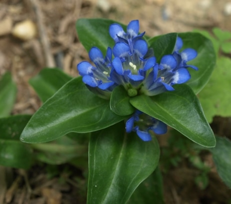 Horec krížatý - Gentiana cruciata
