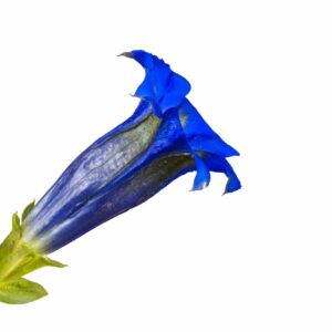 Horec - Gentiana