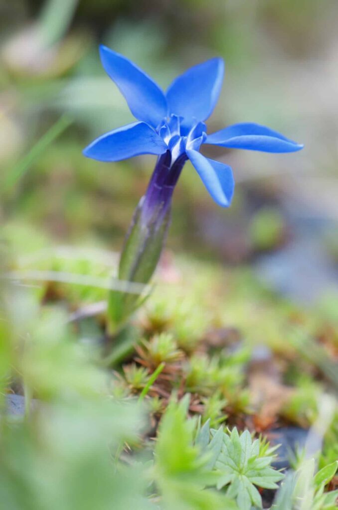 Horec -Gentiana verna