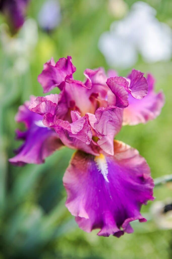 Kosatec nemecký - Iris germanica