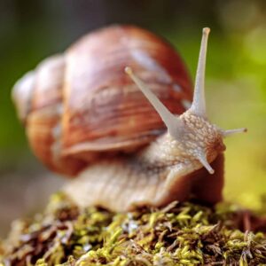 Slimák záhradný (Helix pomatia) s hnedou pásikavou ulitou a vystretými tykadlami lezie po machu