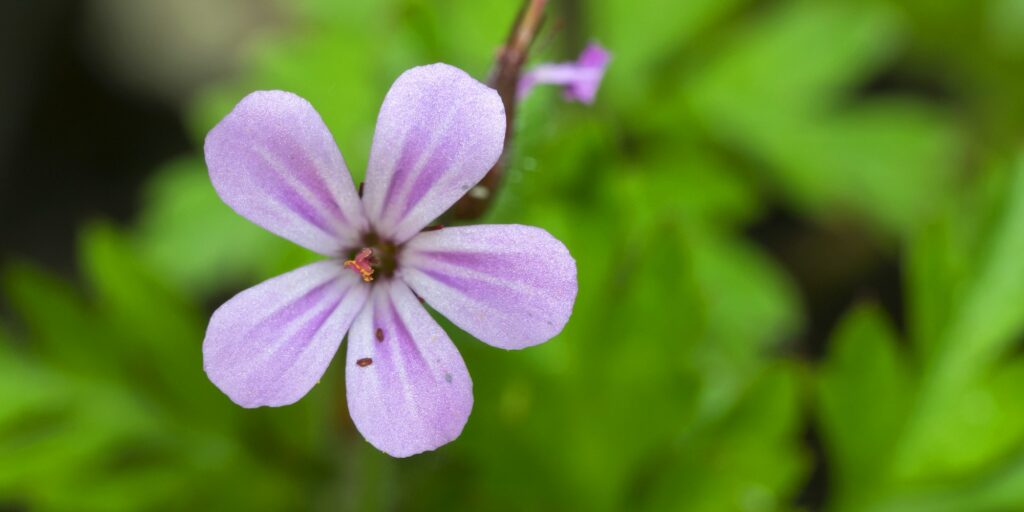 Pakost smradľavý - Geranium robertianum,