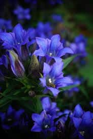 horec drsný - gentiana scabra