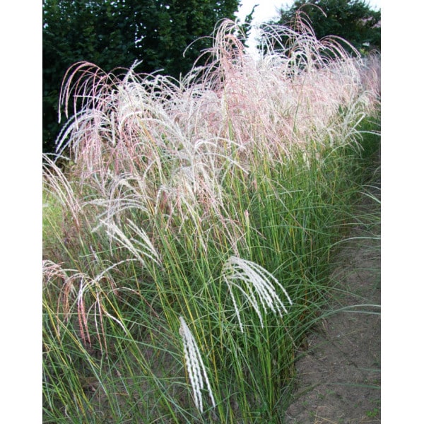 ozdobnica čínska - miscanthus sinensis
