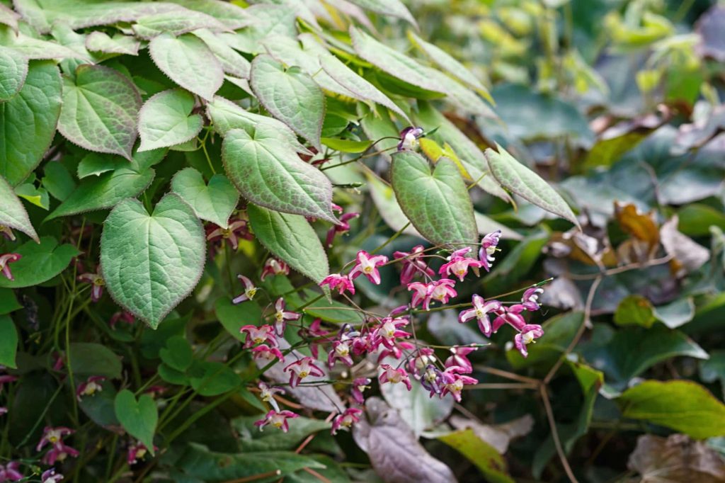 Fialovo kvitnúca škornica (Epimedium) v záhrade