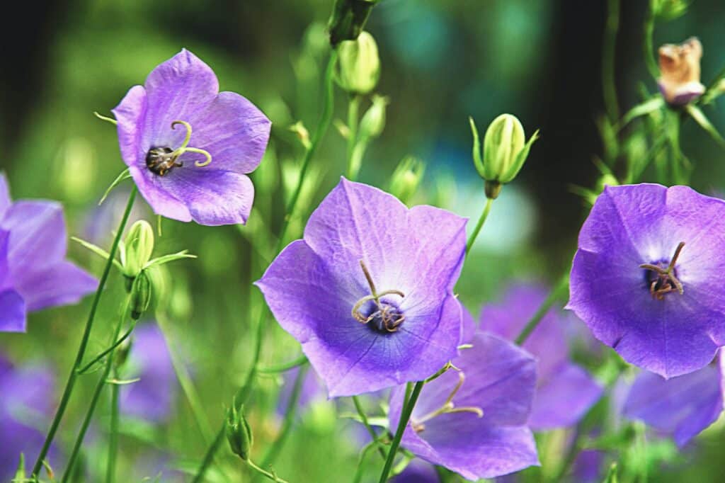 Zvonček broskyňolistý - Campanula persicifolia