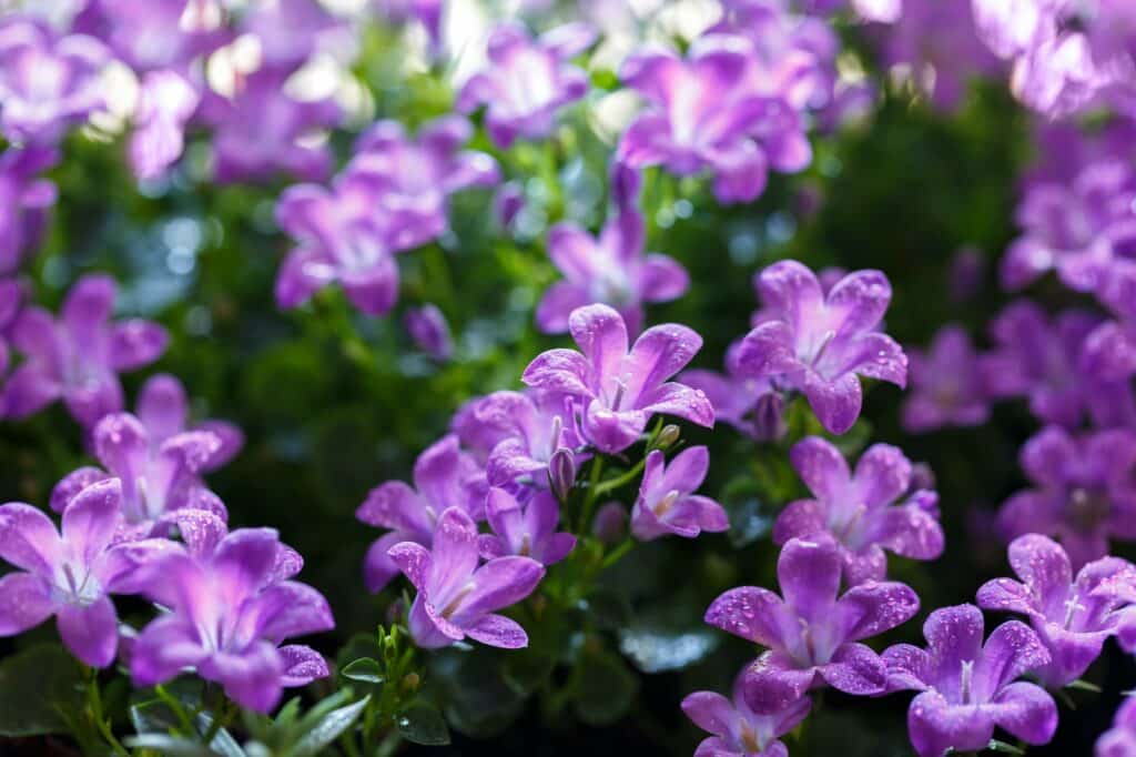 Zvonček Dalmátsky - Campanula portenschlagiana