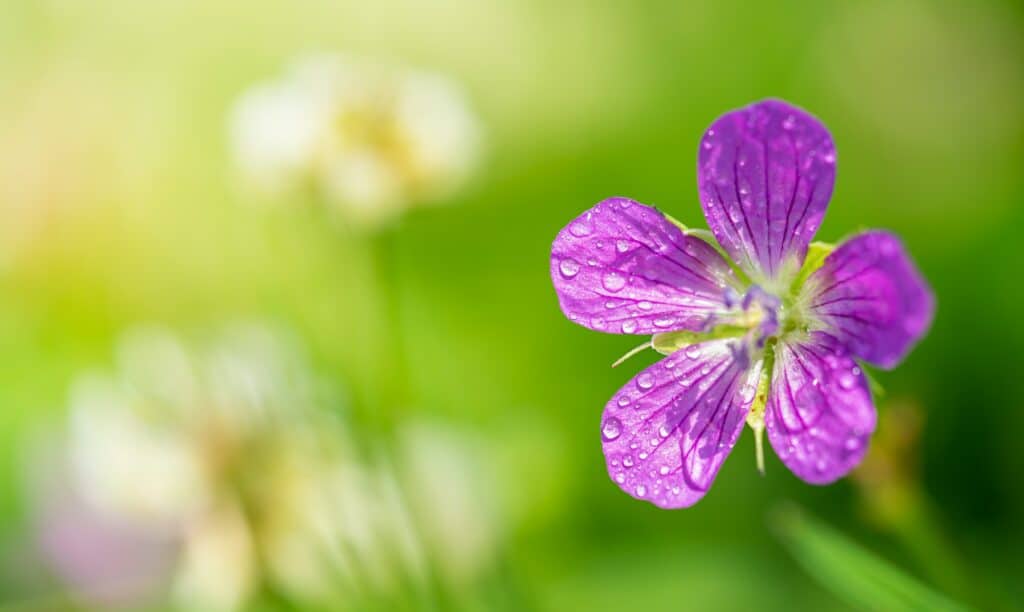 Pakost močiarny - Geranium palustre