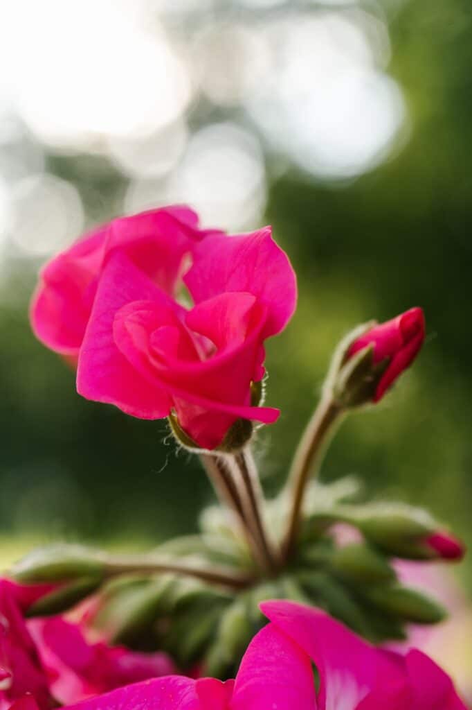Muškát vzpriamený - Pelargonium zonale