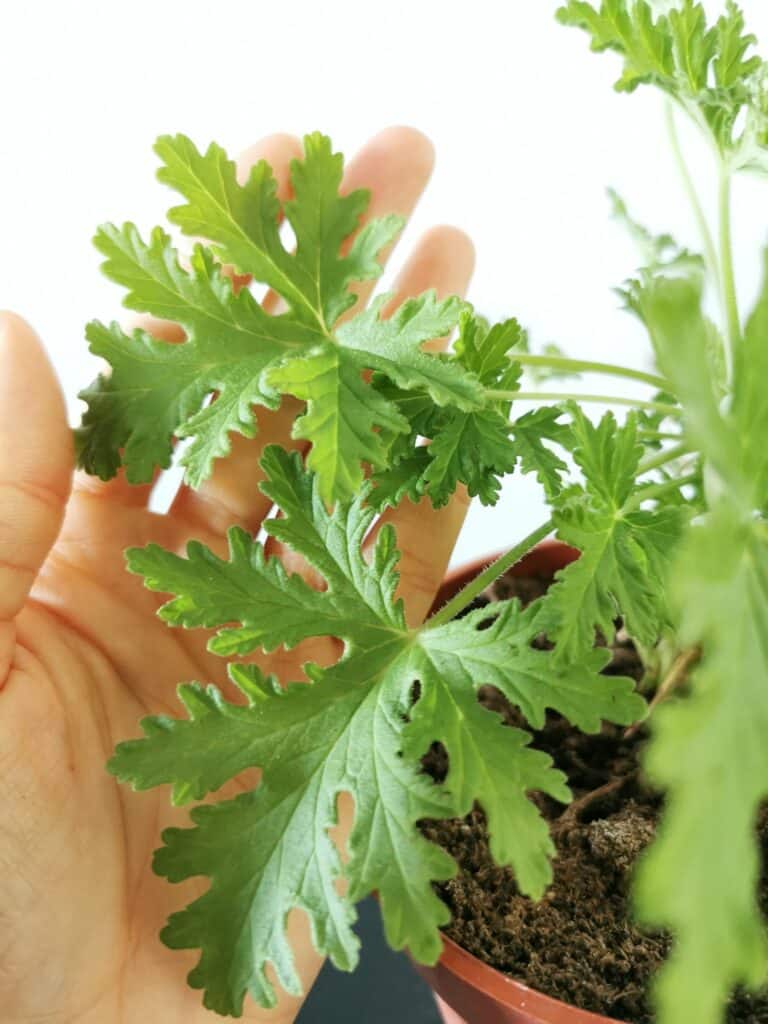 Muškát - Pelargonium capitatum