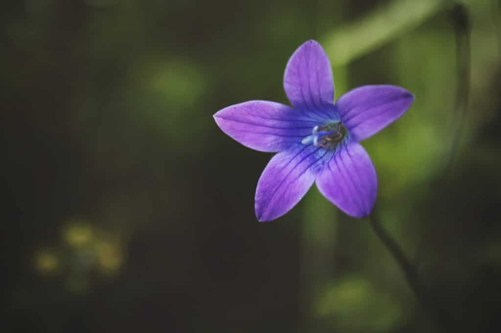 Zvonček - Campanula