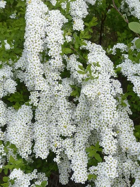 Tavoľník popolavý (Spiraea × cinerea 'Grefsheim')​