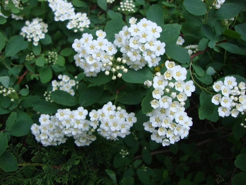 Tavoľník slivkovolistý (Spiraea prunifolia)​