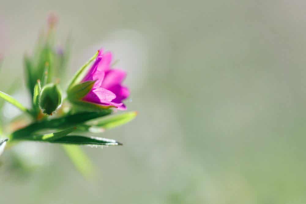 Kakost mäkký - Geranium molle