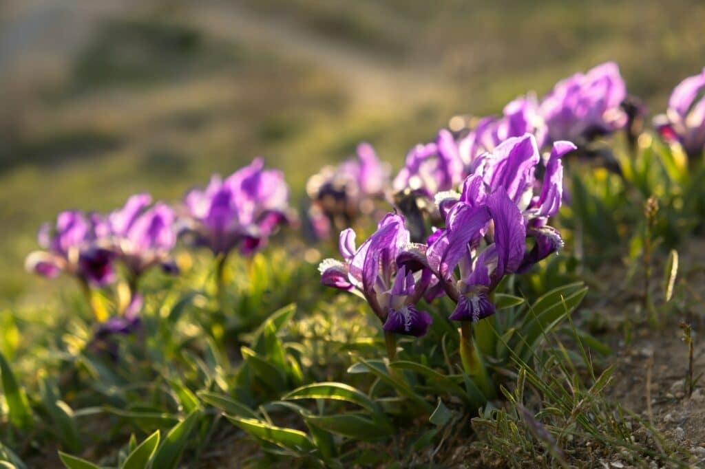 Iris nízky - Iris pumila