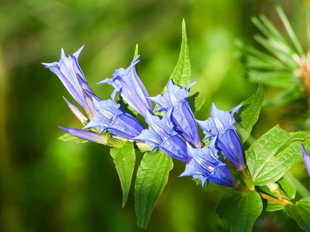 Horec tolitovitý - Gentiana asclepiadea