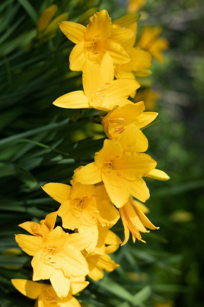 Denivka žltá - Hemerocallis lilioasphodelus