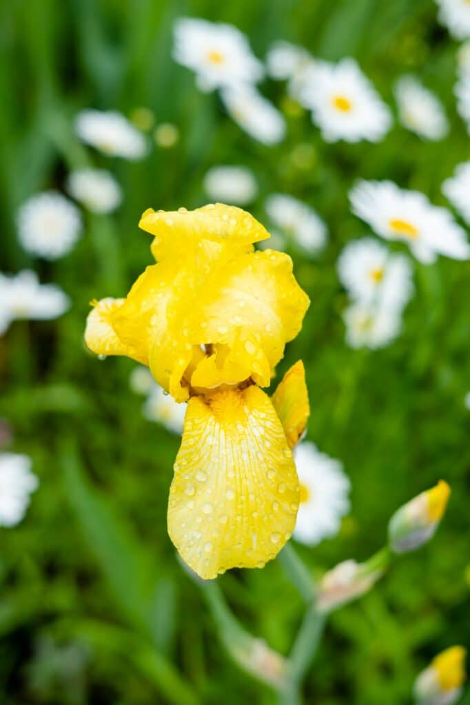 Kosatec žltý - Iris pseudacorus