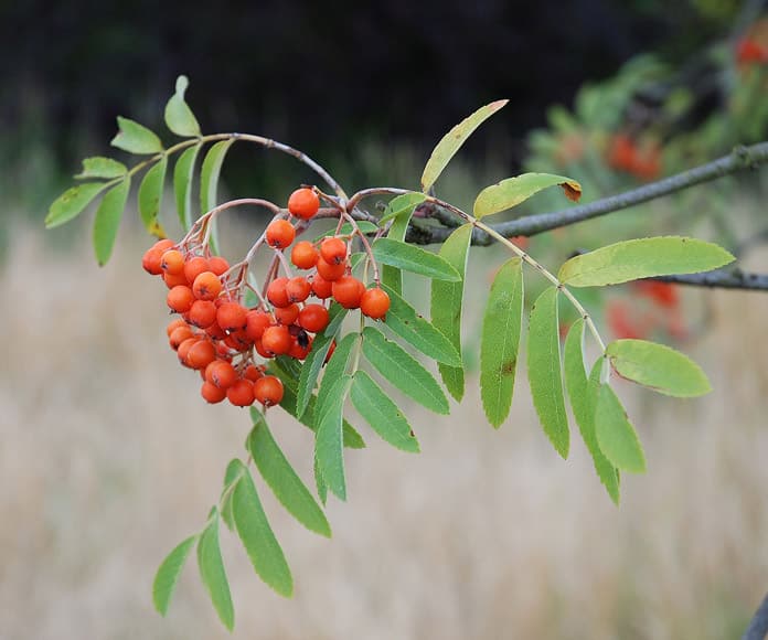 Jarabina vtáčia (Sorbus aucuparia)​
