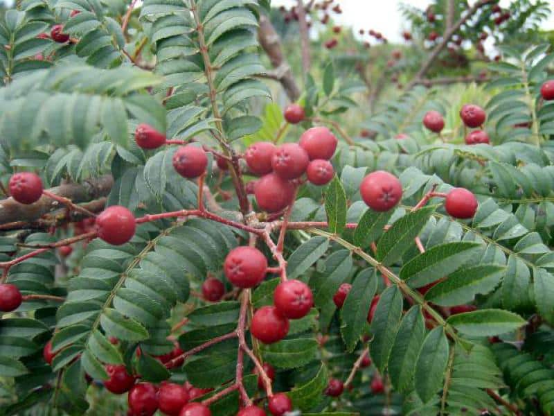 Jarabina serotiná (Sorbus serotina)​
