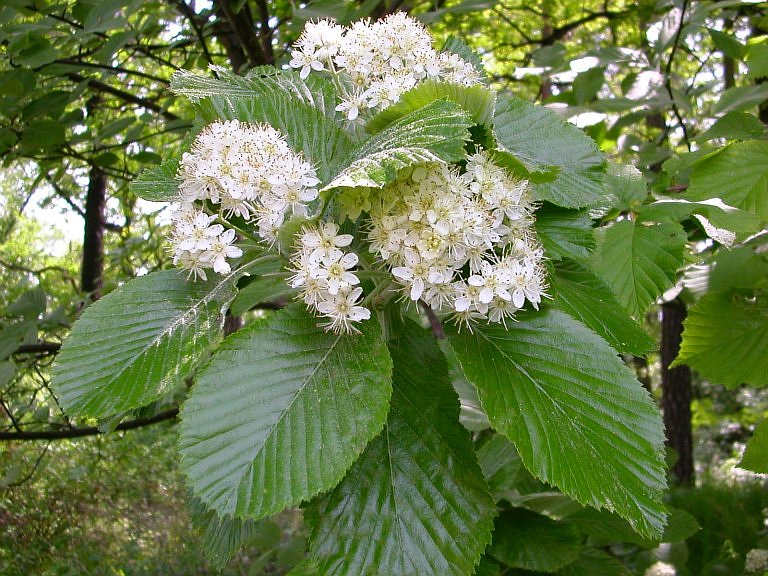 Sorbus aria (jarabina mukyňová)