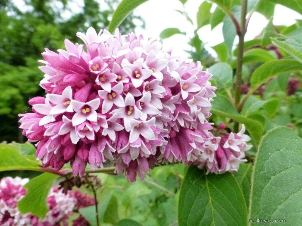 Šeřík previsnutý (Syringa reflexa)​