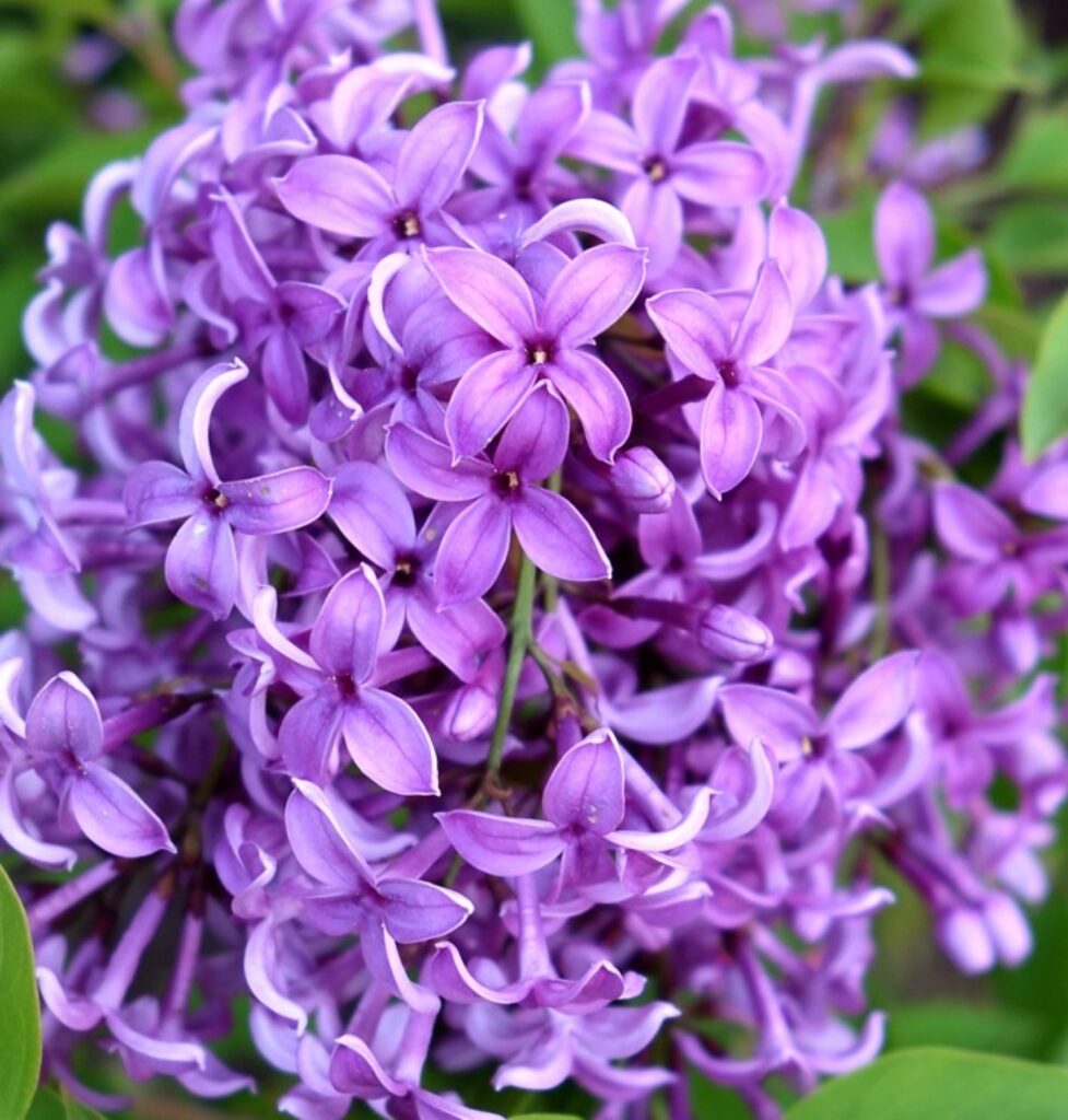 Šeřík čínsky (Syringa x chinensis)​