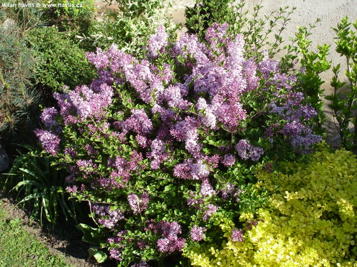 Šeřík Meyerov (Syringa meyeri)​