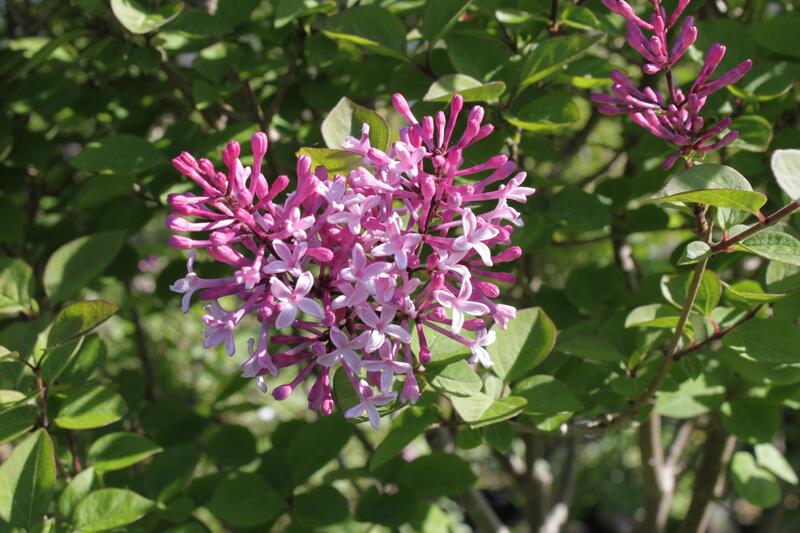 Šeřík malolistý (Syringa microphylla)​