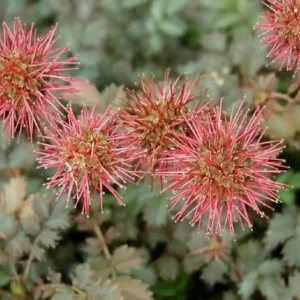 Acéna Buchananova (Acaena buchananii)