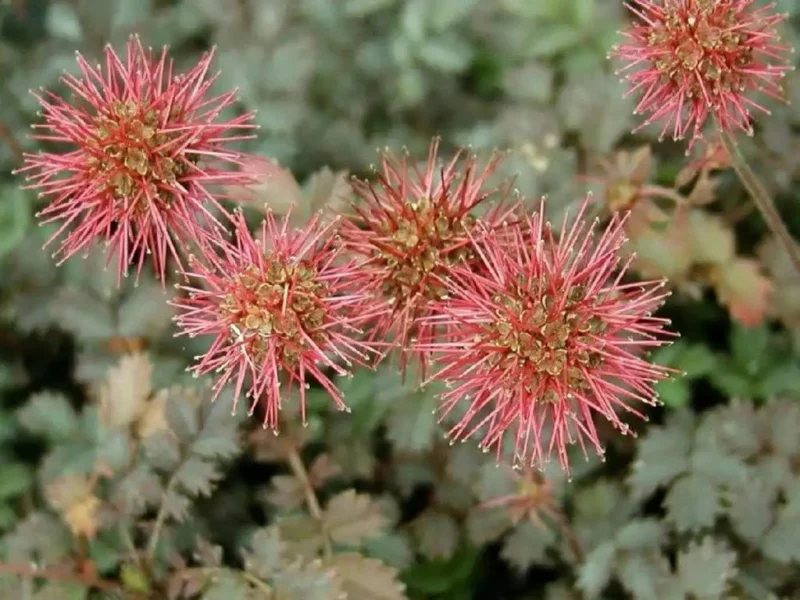 Bedrnička Buchananova (Acaena buchananii)