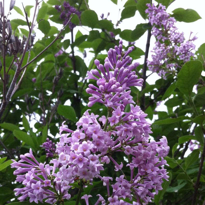 Šeřík Prestonovej (Syringa x prestoniae)​