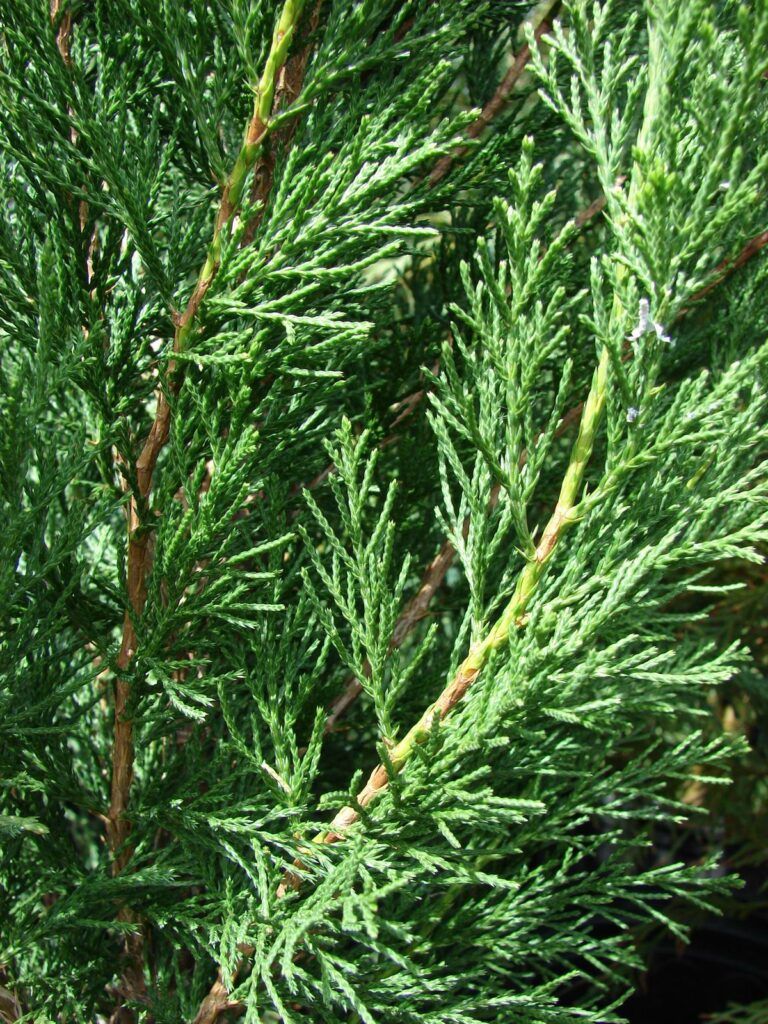 Jalovec čínský - Juniperus chinensis