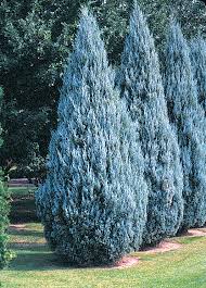 Borievka skalná - Juniperus scopulorum