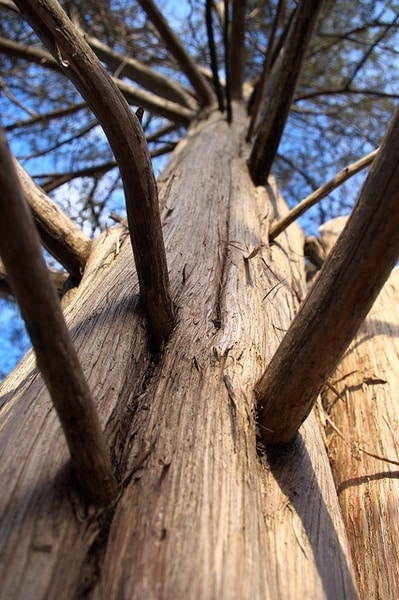 Borievka virgínska - Juniperus virginiana