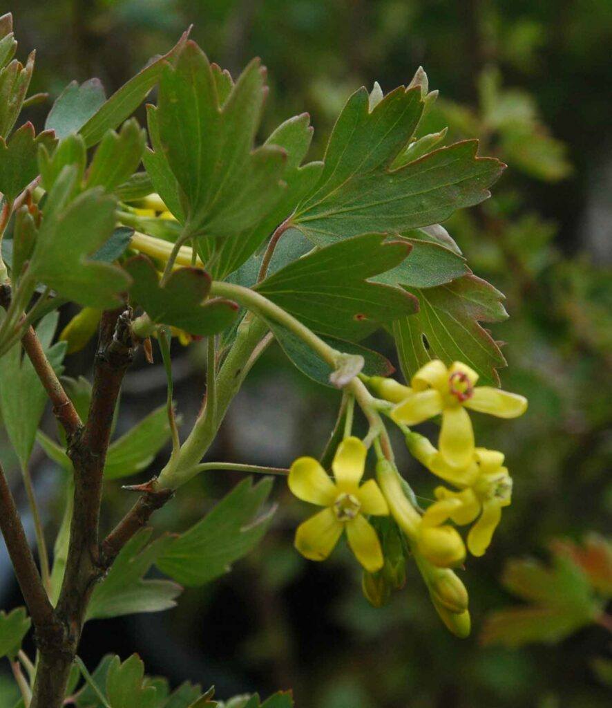 Meruzalka zlatá - Ribes aureum