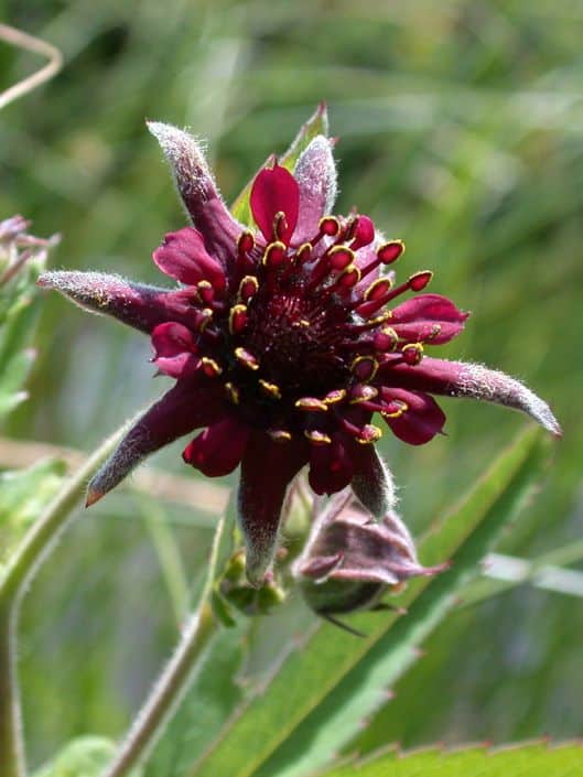 Močiarka bahenná - Potentilla palustris