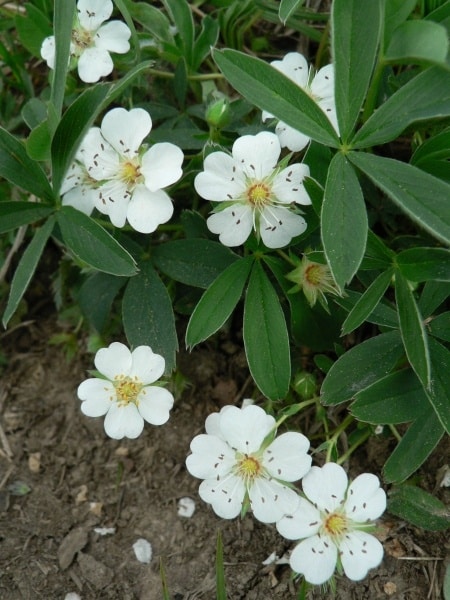 Mochna biela - Potentilla alba