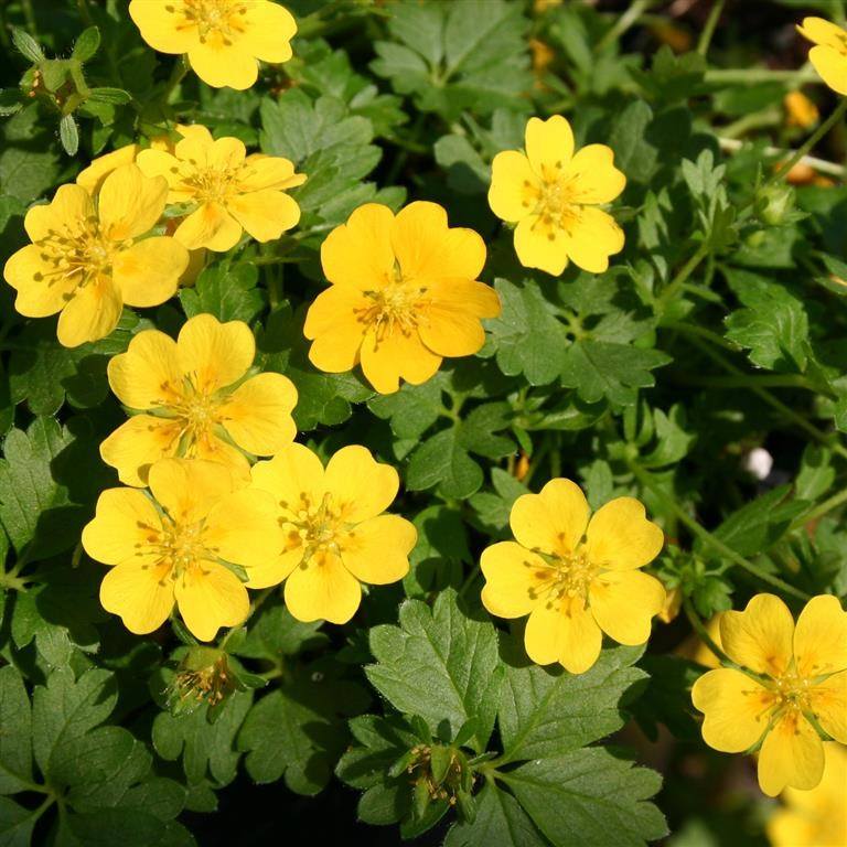 Mochna jarná - Potentilla verna