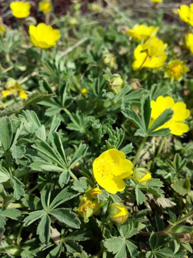 Mochna piesočná - Potentilla incana