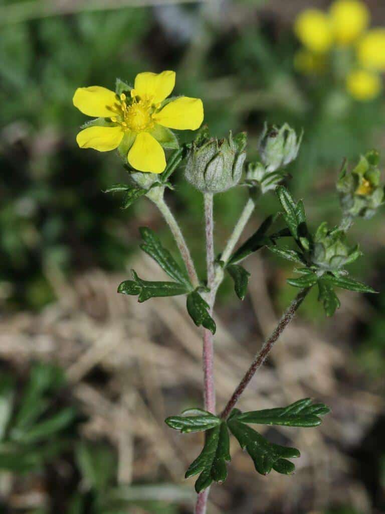 Mochna strieborná - Potentilla argentea