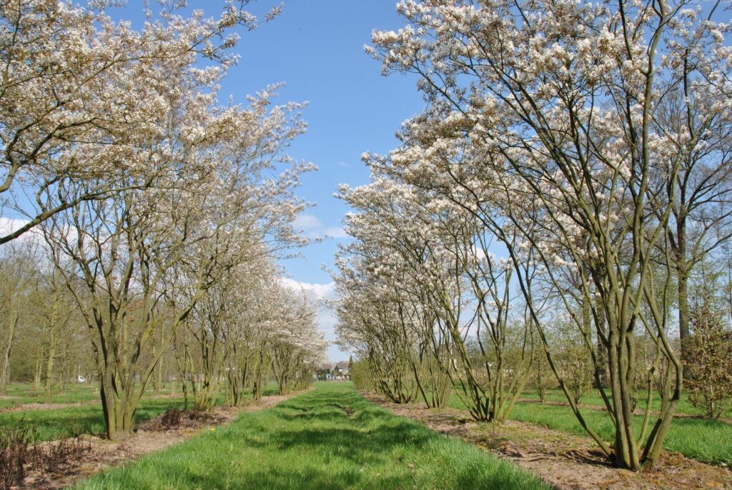 Muchovník Lamarckův (Amelanchier lamarckii)