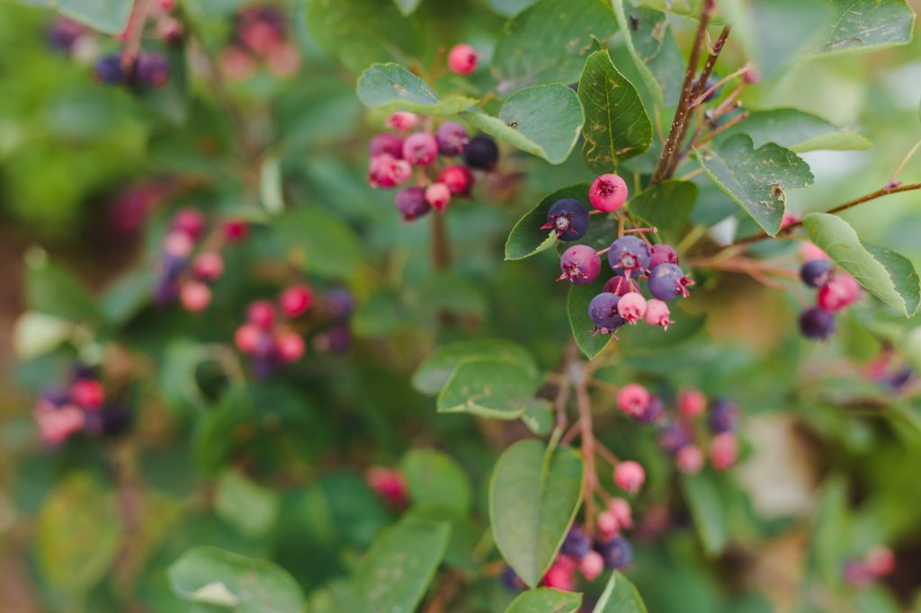 Muchovník kanadský (Amelanchier canadensis)