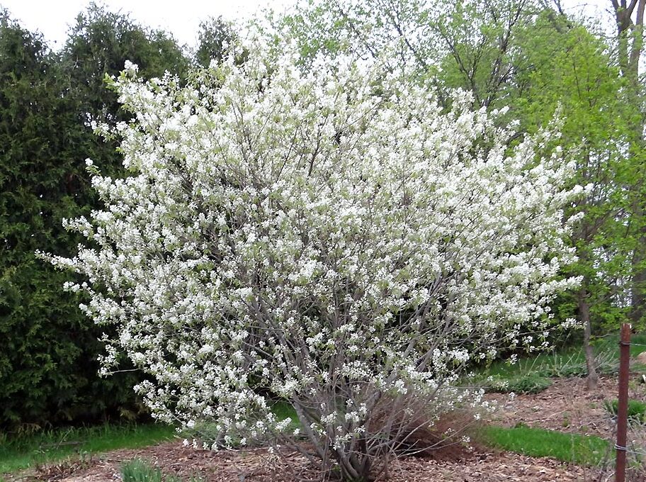 Muchovník jelšolistý (Amelanchier alnifolia)