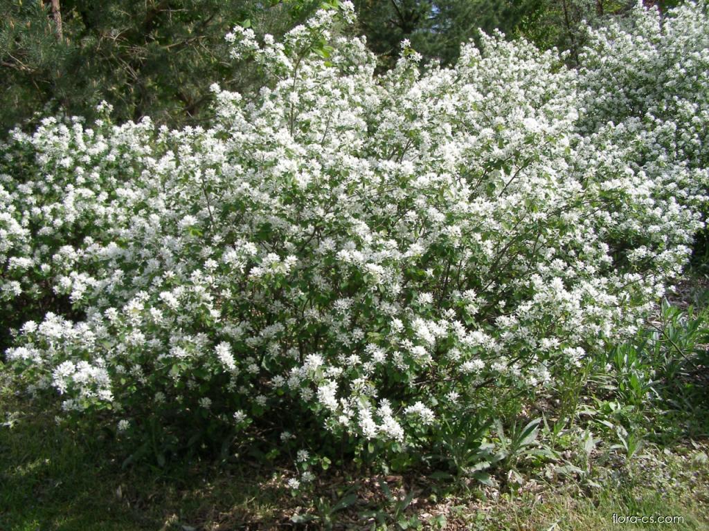 Muchovník oválny (Amelanchier ovalis)