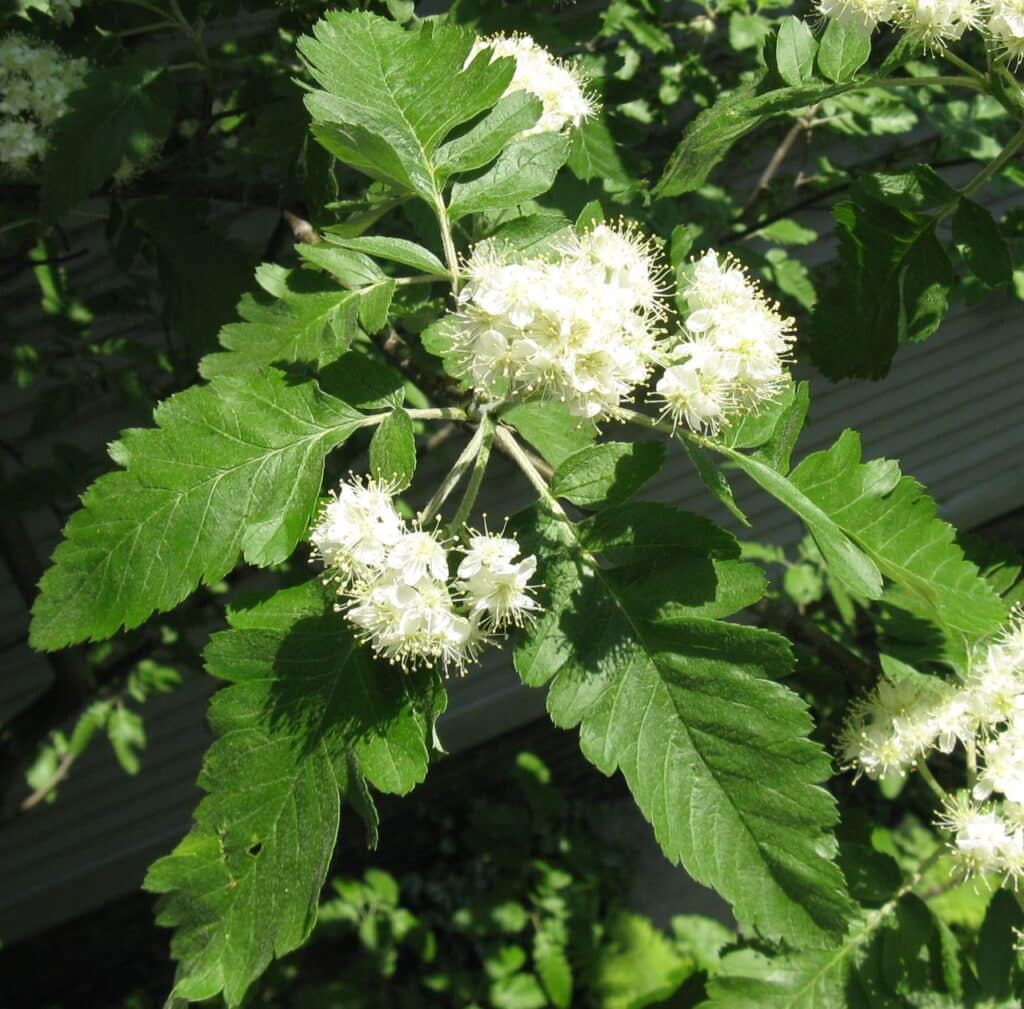 Jarabina durínska (Sorbus x thuringiaca)​