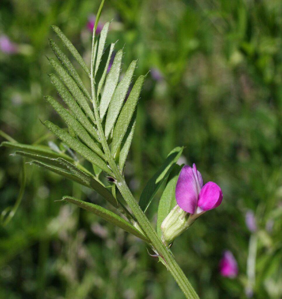 Vikev siata - Vicia sativa