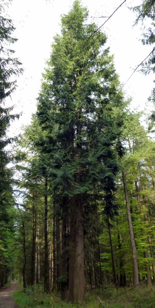 Tuja obrovská - Thuja plicata